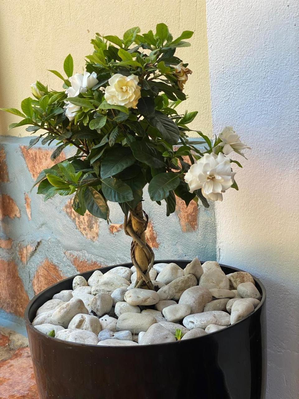 Olive Tree Apartment Sarande Bagian luar foto